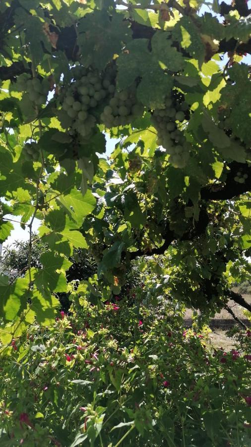 Morin Grey Casa En El Corazon De La Ribeira Sacra Villa Monforte De Lemos Ngoại thất bức ảnh
